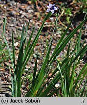 Sisyrinchium bellum