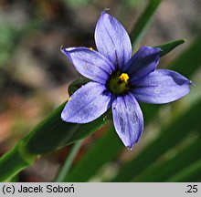 Sisyrinchium bellum