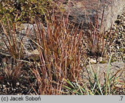 Sisyrinchium bermudiana (miecznica wąskolistna)