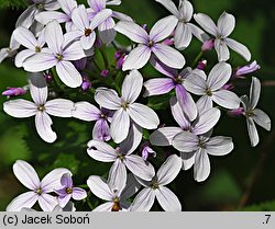 Lunaria rediviva (miesiącznica trwała)