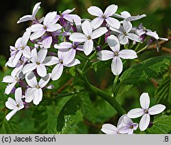 Lunaria rediviva (miesiącznica trwała)