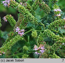 Mentha ×citrata (mięta pieprzowa)