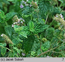 Mentha ×citrata (mięta pieprzowa)