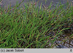 Agrostis stolonifera (mietlica rozłogowa)