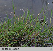 Agrostis stolonifera (mietlica rozłogowa)