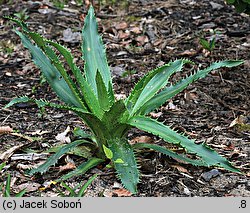 Eryngium agavifolium (mikołajek agawolistny)