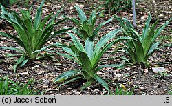 Eryngium agavifolium (mikołajek agawolistny)