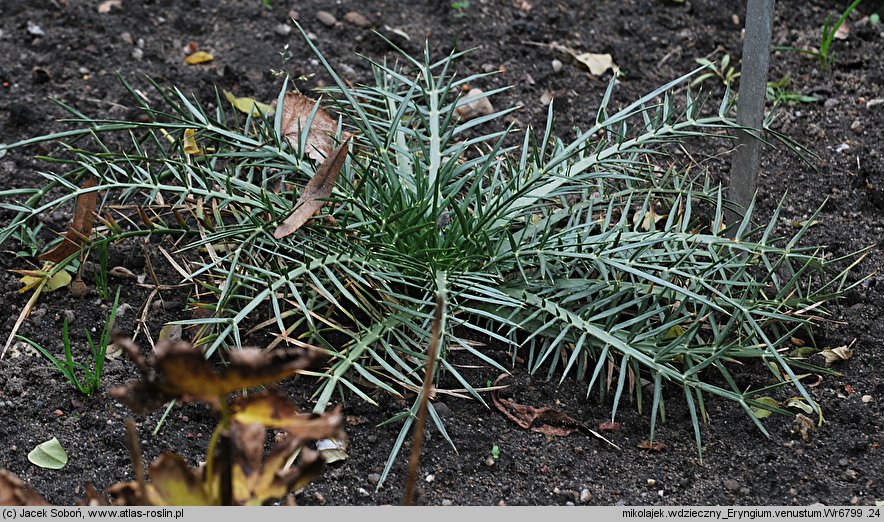 Eryngium venustum