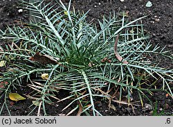 Eryngium venustum