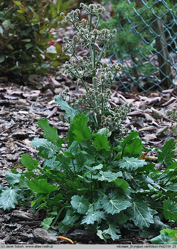 Eryngium variifolium (mikołajek różnobarwny)