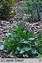 Eryngium variifolium (mikołajek różnobarwny)