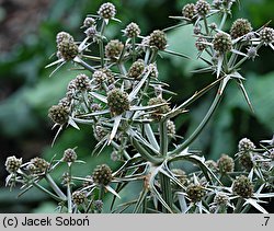 Eryngium variifolium (mikołajek różnobarwny)