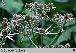 Eryngium variifolium (mikołajek różnobarwny)