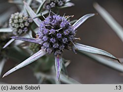 Eryngium variifolium (mikołajek różnobarwny)