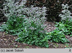 Eryngium variifolium (mikołajek różnobarwny)