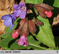 Pulmonaria obscura (miodunka ćma)