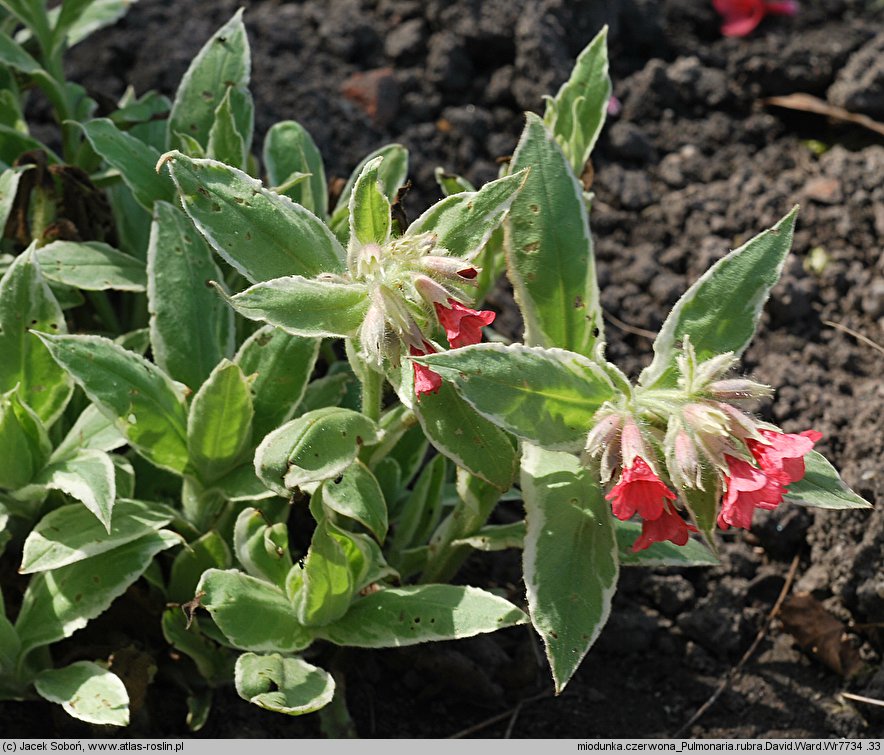 Pulmonaria rubra (miodunka czerwona)