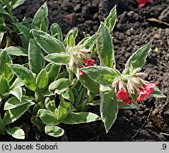 Pulmonaria rubra (miodunka czerwona)