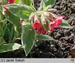 Pulmonaria rubra (miodunka czerwona)