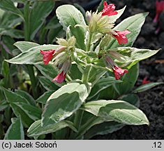 Pulmonaria rubra (miodunka czerwona)