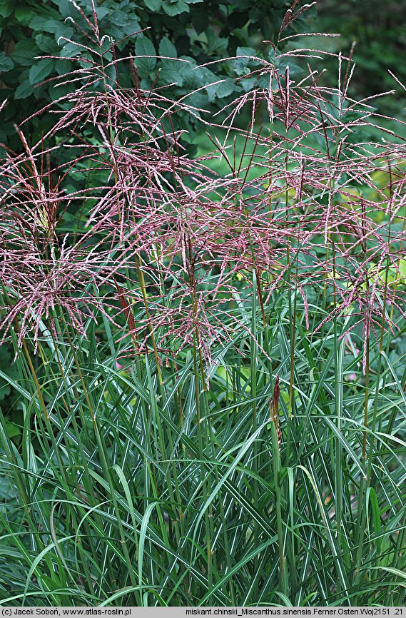 Miscanthus sinensis Ferner Osten