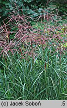 Miscanthus sinensis Ferner Osten