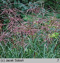 Miscanthus sinensis Ferner Osten