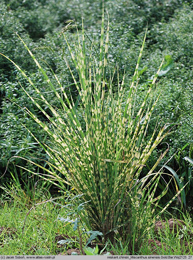 Miscanthus sinensis Gold Bar