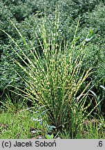 Miscanthus sinensis Gold Bar