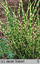 Miscanthus sinensis Gold Bar