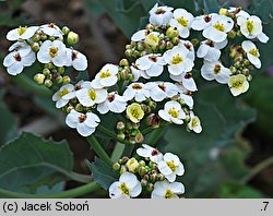 Crambe maritima (modrak morski)