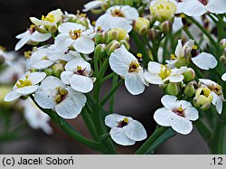 Crambe maritima (modrak morski)