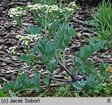 Crambe maritima (modrak morski)