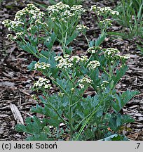 Crambe maritima (modrak morski)