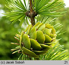 Larix gmelinii (modrzew dahurski)