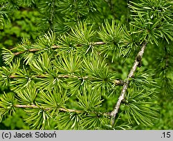 Larix gmelinii (modrzew dahurski)