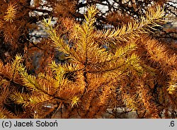 Larix kaempferi (modrzew japoński)