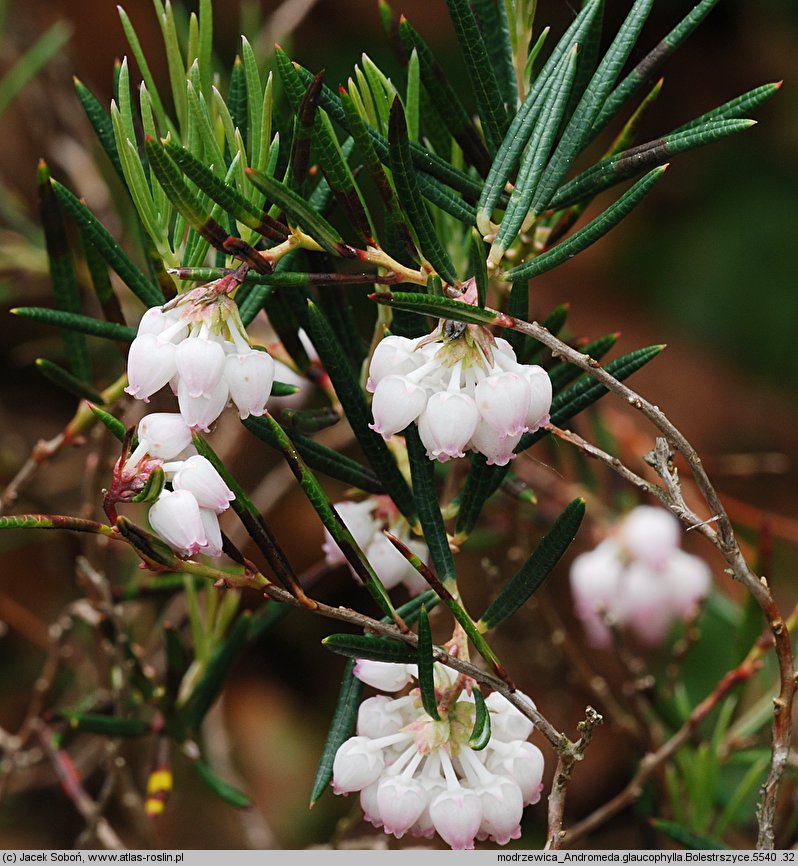 Andromeda glaucophylla (modrzewnica siwolistna)