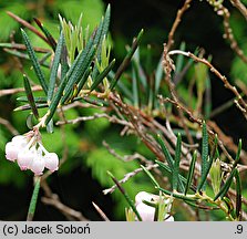 Andromeda glaucophylla (modrzewnica siwolistna)