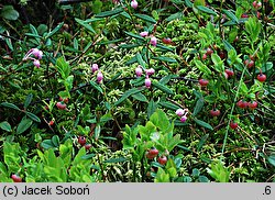 Andromeda polifolia (modrzewnica pospolita)