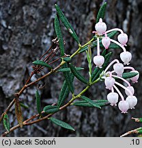 Andromeda polifolia (modrzewnica pospolita)