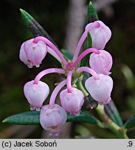 Andromeda polifolia (modrzewnica pospolita)