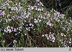 Andromeda polifolia (modrzewnica pospolita)