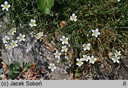 Minuartia juniperina