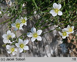 Minuartia juniperina