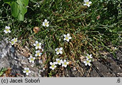 Minuartia juniperina