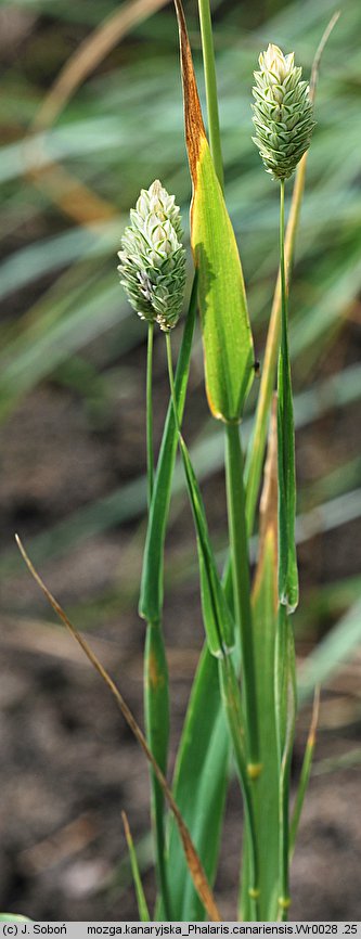 Phalaris canariensis (mozga kanaryjska)