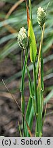 Phalaris canariensis (mozga kanaryjska)