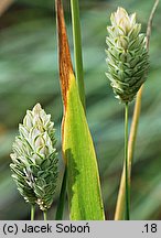 Phalaris canariensis (mozga kanaryjska)