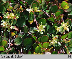 Muehlenbeckia axillaris (muhlenbekia niska)